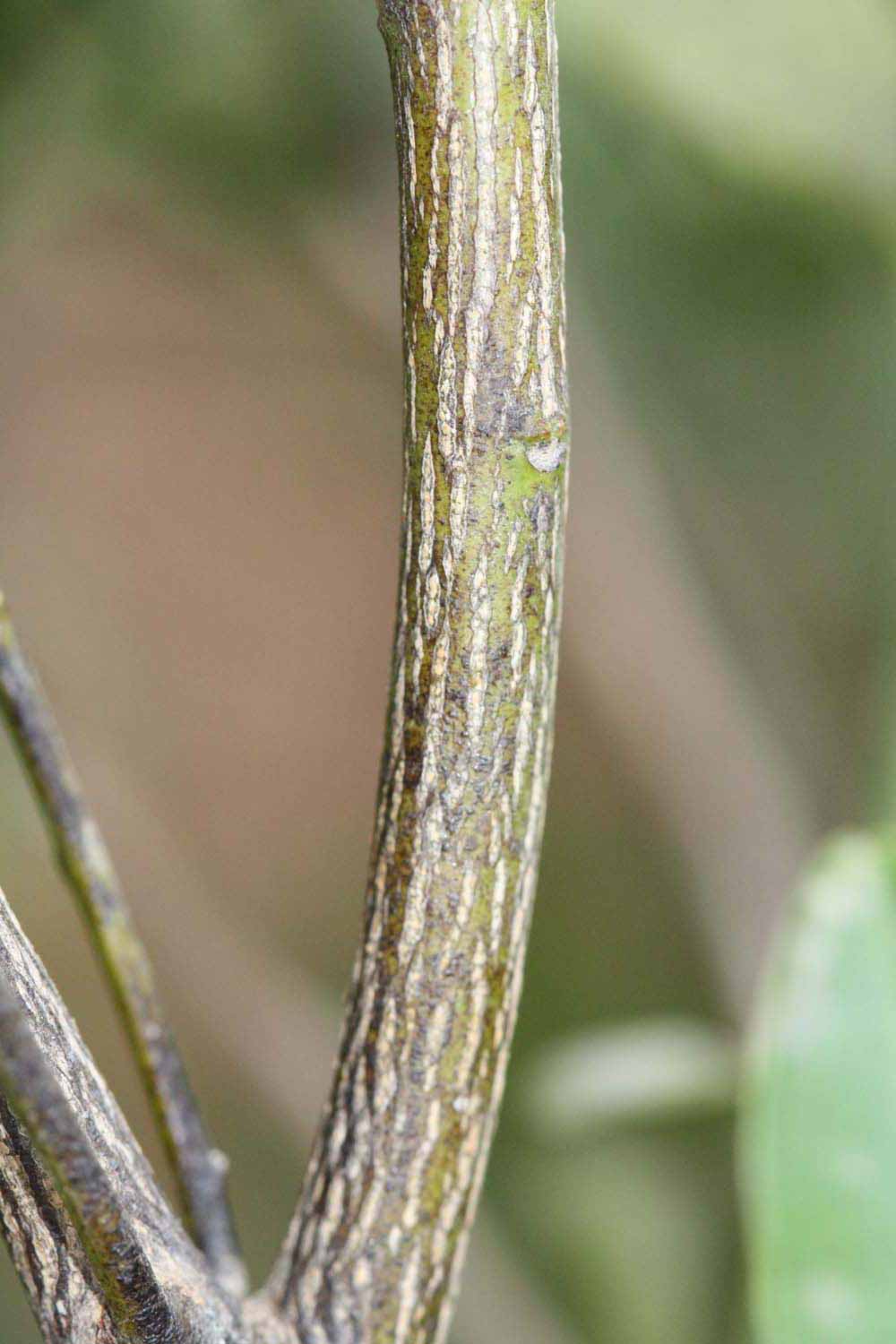              Second - third year twig (Riverside, CA)       